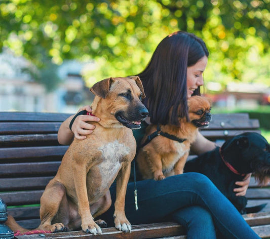 Guide to dog skincare: Choosing a suitable dog shampoo and conditioner for dogs with sensitive skin