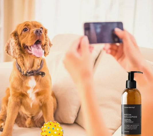 Different types of grooming tools for dogs: Dog shampoos for allergies and waterless shampoos