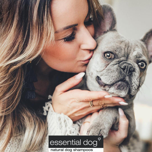Basic upkeep for grooming your dog: Dog wash, dog ear cleaning and brushing with a slicker brush