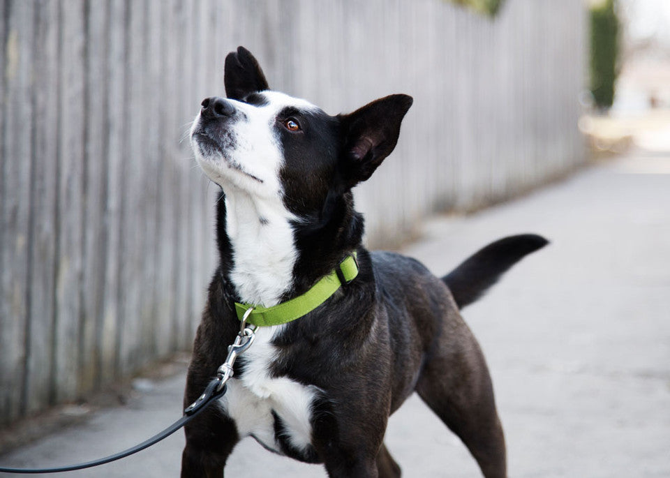 dog with a green collar