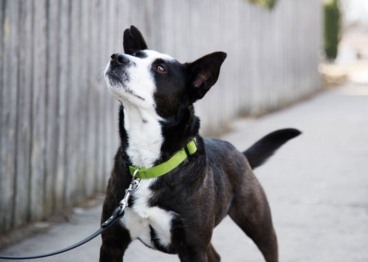 dog with a green collar