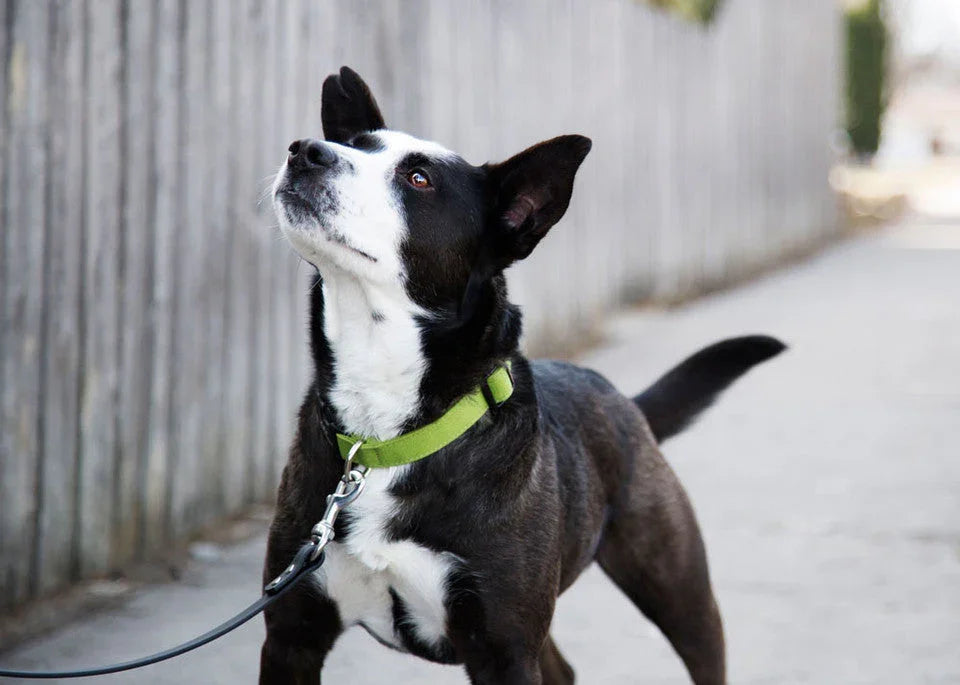dog with a green collar