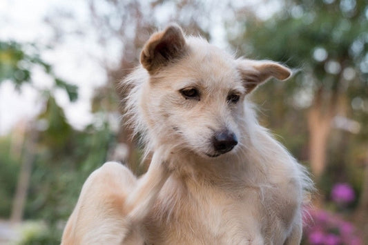 Signs you should use an Anti-itch spray on your dog