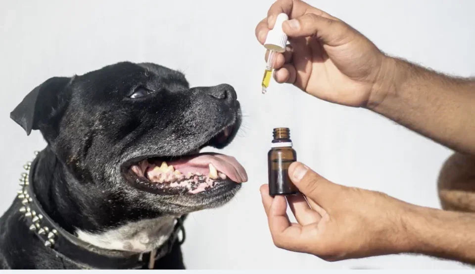 Six Reasons to use Hemp Seed Oil for Dogs