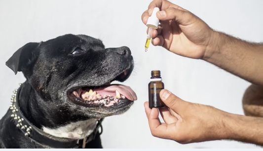 Six Reasons to use Hemp Seed Oil for Dogs
