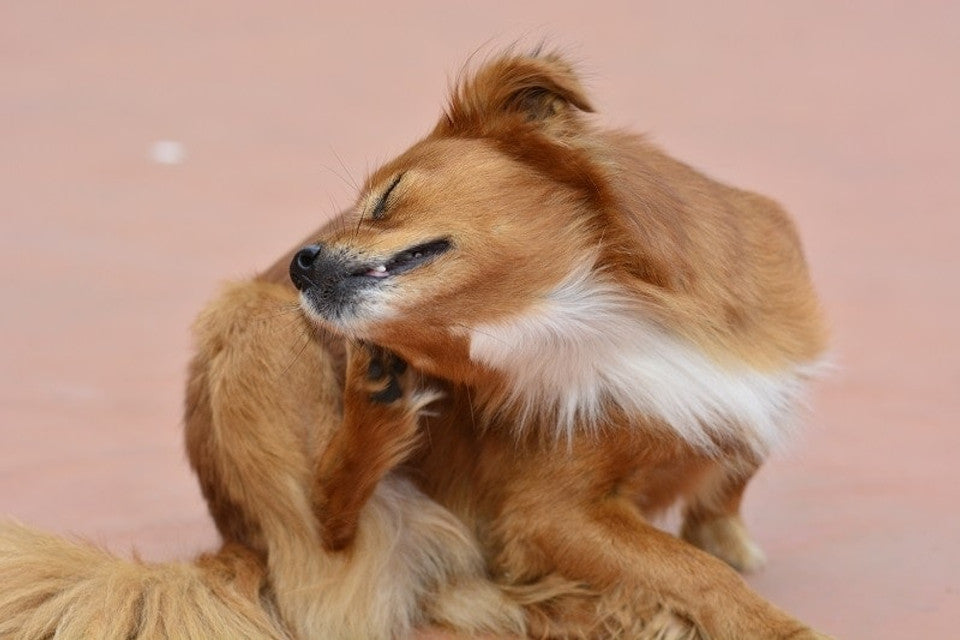 a dog scratching his head