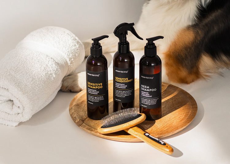 essential dog lifestyle