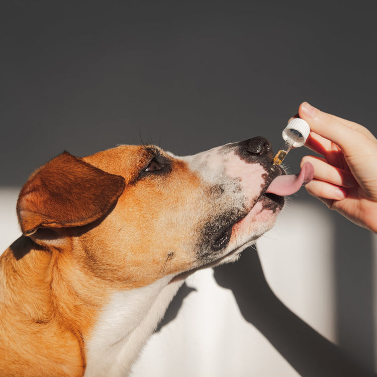 dog taking his supplement