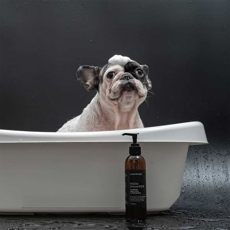 dog in a bathtub