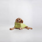 happy dog wearing essential dog sustainable bamboo bathrobe