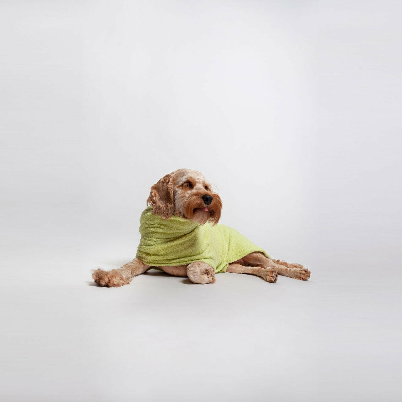 happy dog in a cozy blanket