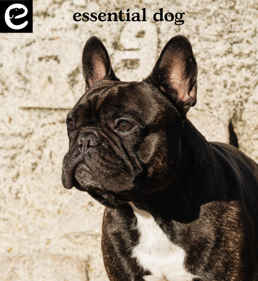 essential dog gift card
