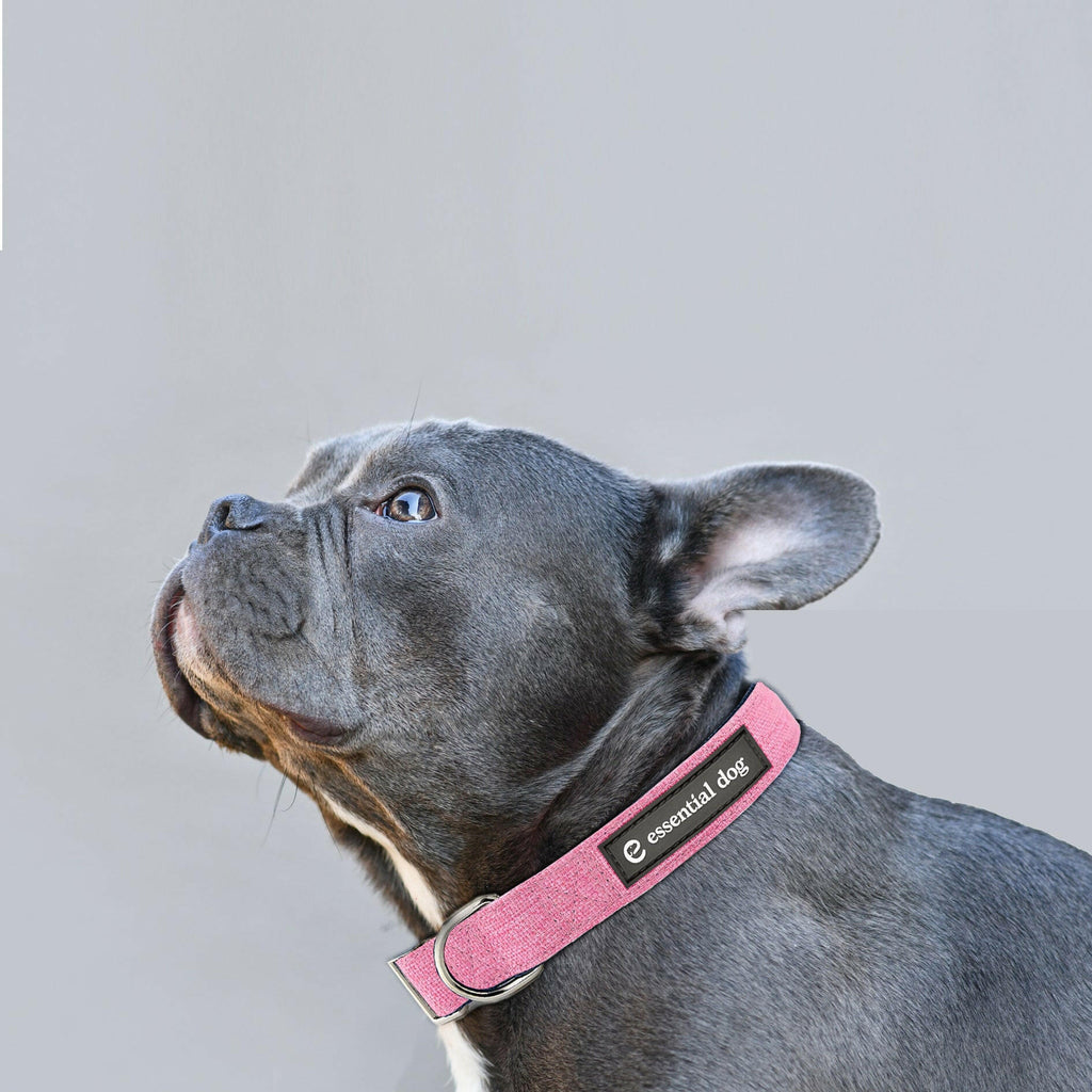 French bulldog with an eco-friendly and hypoallergenic hemp collar